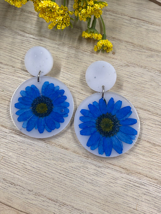 Daisies